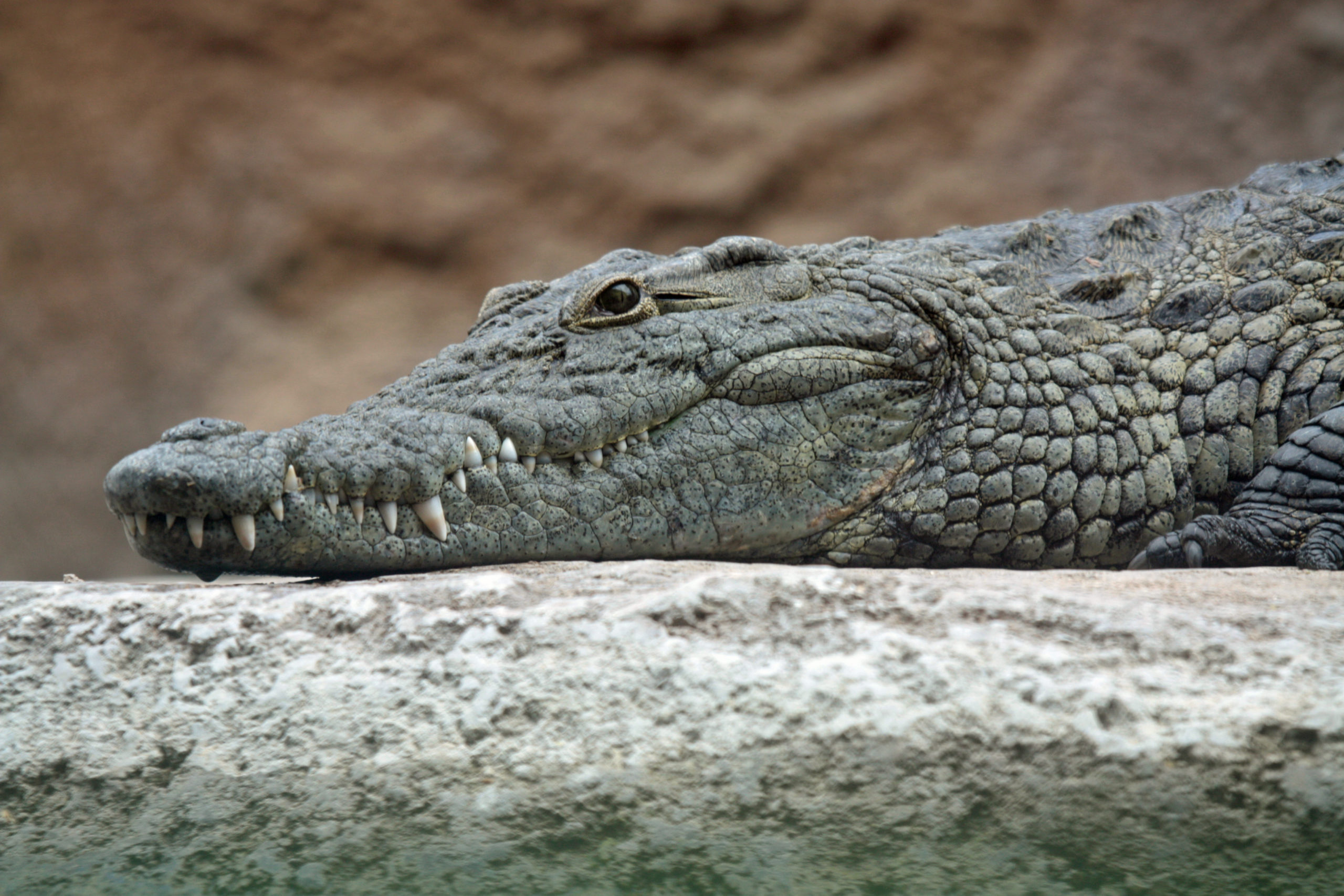Krokodyl zęby
