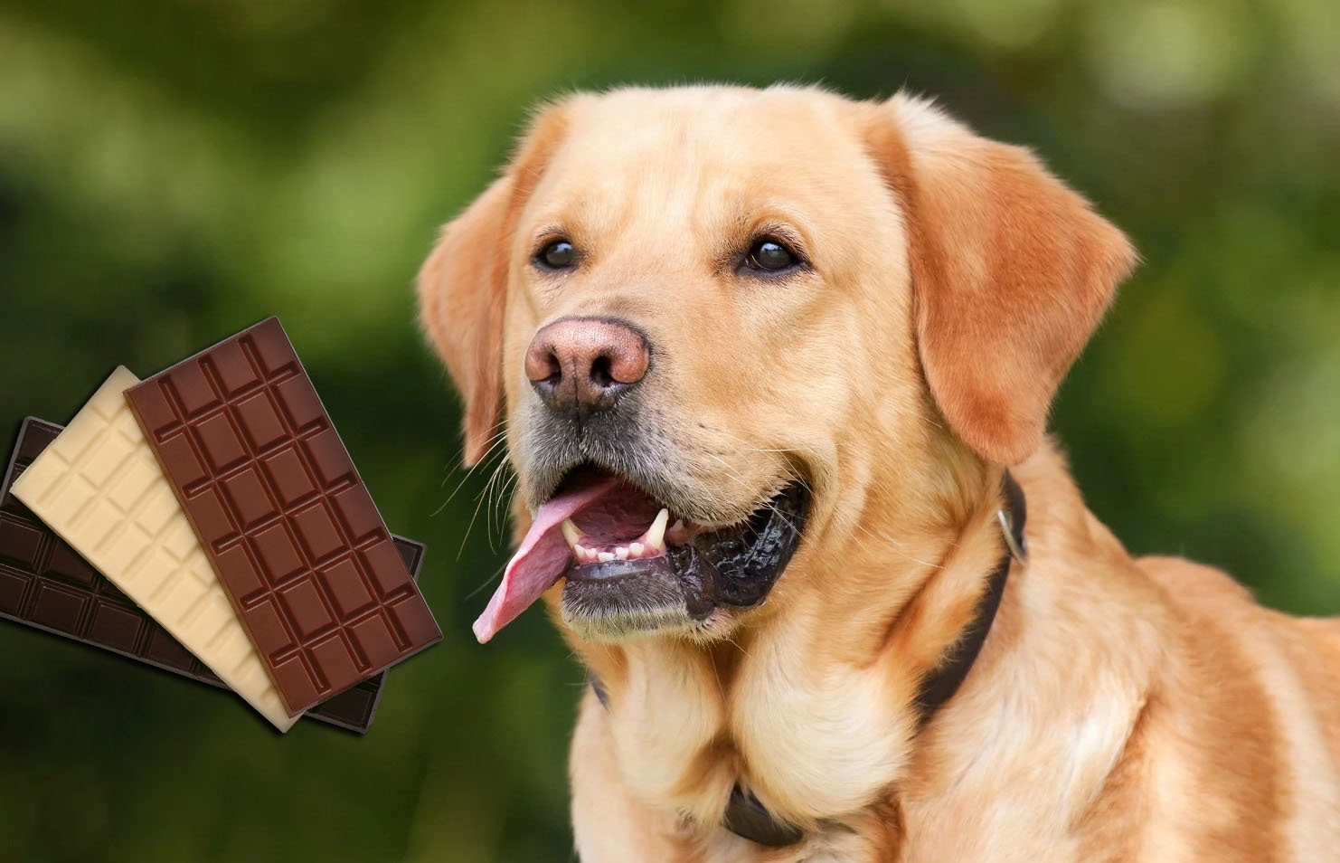Pies czekolada