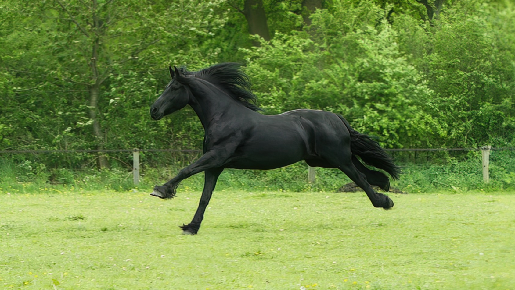 Od czego pochodzi określenie “czarny koń”?